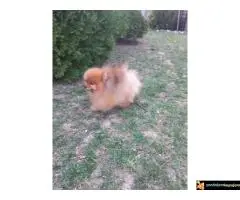 Pomeranac za parenje  - 4