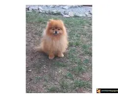 Pomeranac za parenje  - 5