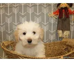 Koton de tulear i čivava štenci - 2