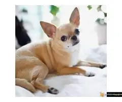 Koton de tulear i čivava štenci - 3