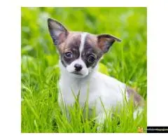 Koton de tulear i čivava štenci - 4