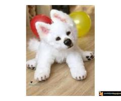 Beli švajcarski ovčar i bernski planinski pas