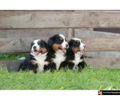 Beli švajcarski ovčar i bernski planinski pas