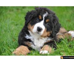 Beli švajcarski ovčar i bernski planinski pas