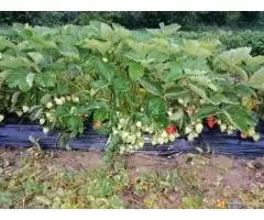 Rasadnik jagoda Queen Elisa - 2