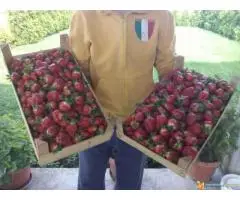 Rasadnik jagoda Queen Elisa - 3