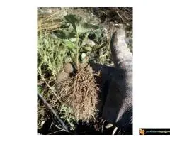 Rasadnik jagoda Queen Elisa - 4