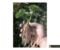 Rasadnik jagoda Queen Elisa - 5