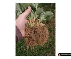 Rasadnik jagoda Queen Elisa - 6