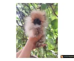 Pomeranac vrhunski štenci