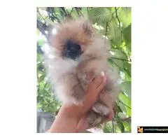 Pomeranac vrhunski štenci