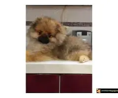 Pomeranac vrhunski štenci