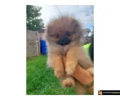 Pomeranac vrhunski štenci