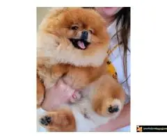 Pomeranac vrhunski štenci - 6