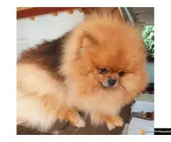 Pomeranac vrhunski štenci - 7