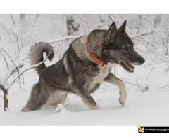 Zapadno Sibirska Lajka