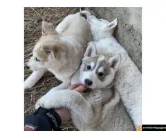 Zapadno Sibirska Lajka