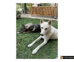 Zapadno Sibirska Lajka