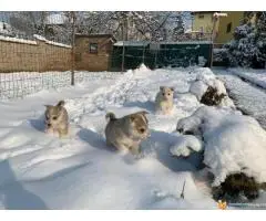 Zapadno Sibirska Lajka