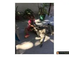 Zapadno Sibirska Lajka - 6