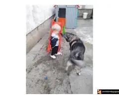 Zapadno Sibirska Lajka - 7