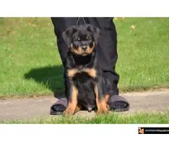 Na prodaju stenci rotvajlera - 6