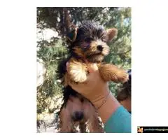 Stenci Jorksirskog terijera