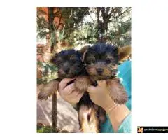 Stenci Jorksirskog terijera