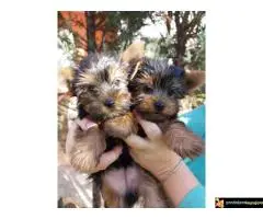 Stenci Jorksirskog terijera