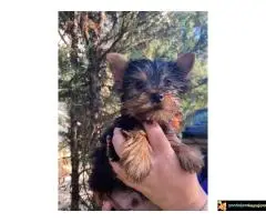 Stenci Jorksirskog terijera