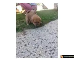 Na prodaju stenci chow chow - 6