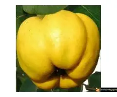 Sadnice dunje prodaja