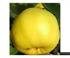 Sadnice dunje prodaja