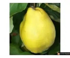 Sadnice dunje prodaja