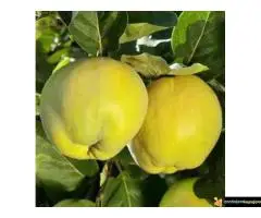 Sadnice dunje prodaja