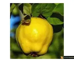 Sadnice dunje prodaja - 6