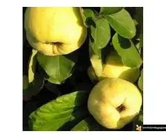 Sadnice dunje prodaja - 7