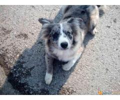Na prodaju stenci Border collie vakcinisani i revakcinisani