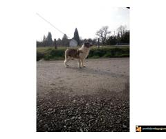 Na prodaju stenci Border collie vakcinisani i revakcinisani