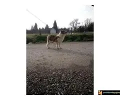 Na prodaju stenci Border collie vakcinisani i revakcinisani