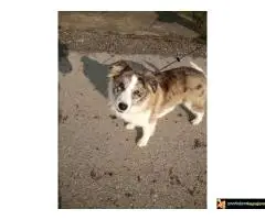 Na prodaju stenci Border collie vakcinisani i revakcinisani