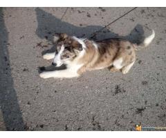 Na prodaju stenci Border collie vakcinisani i revakcinisani