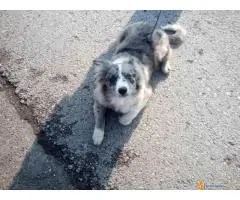 Na prodaju stenci Border collie vakcinisani i revakcinisani