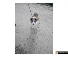 Na prodaju stenci Border collie vakcinisani i revakcinisani - 6