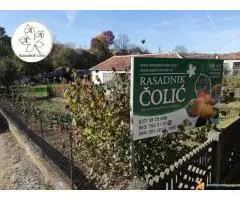 Kako podići kvalitetan Voćnjak i Vinograd ?