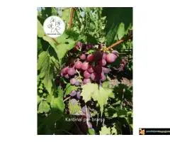 Kako podići kvalitetan Voćnjak i Vinograd ?