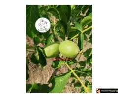 Kako podići kvalitetan Voćnjak i Vinograd ?