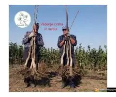 Kako podići kvalitetan Voćnjak i Vinograd ? - 6