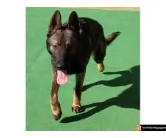 Nemacki ovcar gvozdeno sivi muzjaci