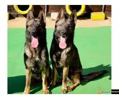 Nemacki ovcar gvozdeno sivi muzjaci